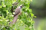 Speckled Mousebird